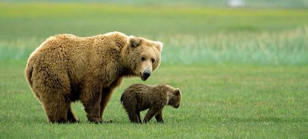 Grizzly Tobacco Bear