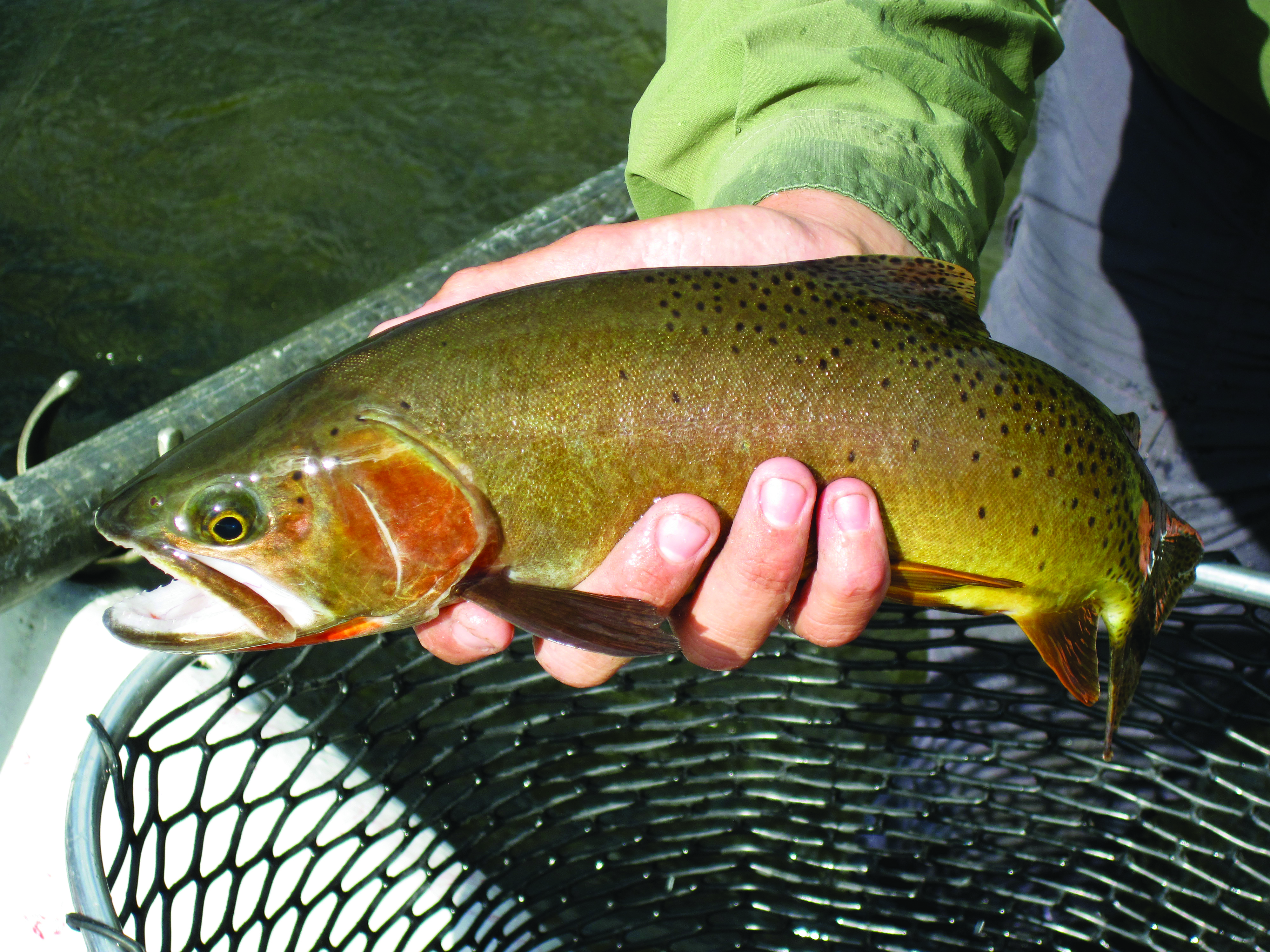 The Eddy Line Our greatest trout, the Yellowstone cutthroat Explore