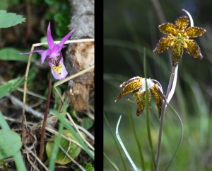 LEFT: Fairy slipper orchid (Calypso bulbosa): Many orchids are rare and this one is no exception. Never pick one of these flowers, just take photos and consider yourself lucky to see a Fairy Slipper in the wild. RIGHT: Spotted frittilary (Frittilaria atropurpurea): This uncommon lily has nodding blooms that are a nondescript brown from above, so you’re fortunate if you actually find one!