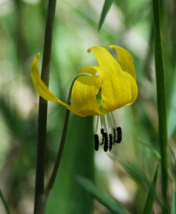 Glacier lily (Erythonium grandiflorium): An early season favorite, the glacier lily is commonly found in moist and/or shady habitats at all elevations. Its flower and seedpod are edible and favored by bears.