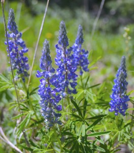 Lupine (Lupins argenteus): Common in dry, open meadows, the first lupine ever described was collected by Meriwether Lewis in the Upper Blackfoot River drainage.