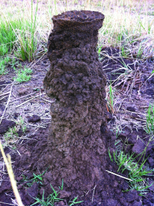 termite_mound
