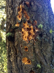 Bullet holes in an old growth Douglas fir tree along the Ousel Falls Trail. OUTLAW PARTNERS PHOTO