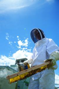 MSU Department of Plant Sciences and Plant Pathology assistant professor Michelle Flenniken inspects a frame of bees from a colony at a research farm on MSU’s campus in Bozeman. PHOTO COURTESY OF MSU MOUNTAINS AND MINDS/KELLY GORHAM