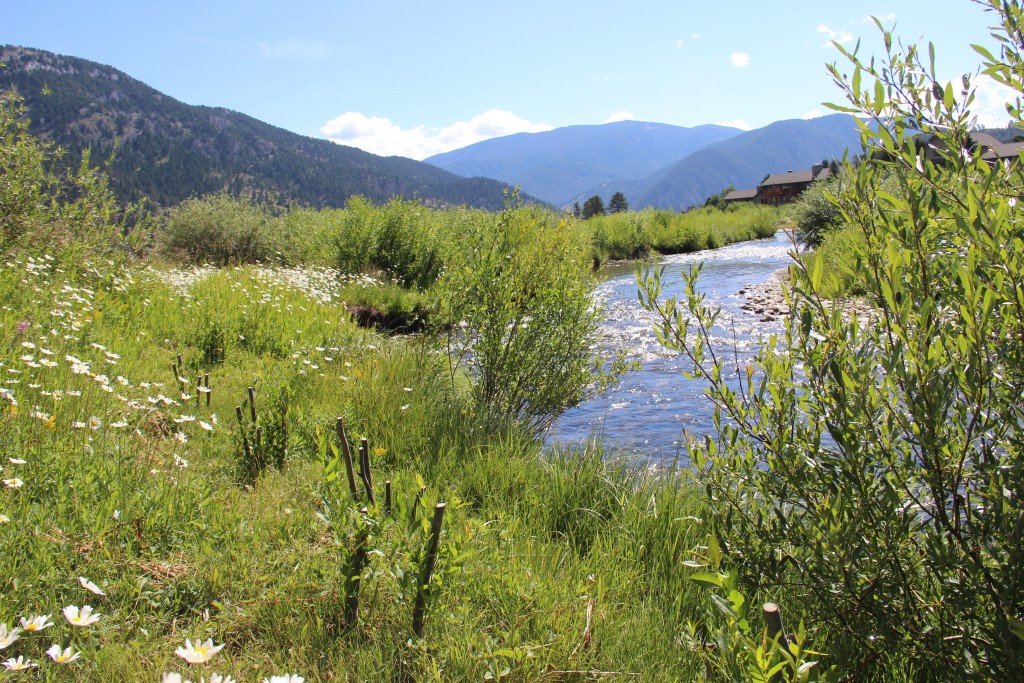 The Gallatin River Task Force began its attempt to lower nutrient concentrations in the Upper West Fork by planting willow trees along several stretches of the stream.