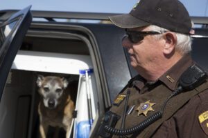 K9s like Shay receive enormous amounts of training before starting work as police dogs. Part of their training includes sniffing out illicit substances. As Shay's trainer, Dan Birdsill had to become DEA certified – a process in and of itself – so he could legally possess the small amounts of narcotics used to train Shay. 