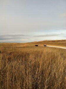 The author’s dogs Grady and Hidey on point during a Thanksgiving hunt in North Dakota. PHOTO BY MEGAN PAULSON