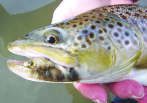 Big flies attract big trout, but when you’re streamer angling it’s important to fish those big flies correctly. 