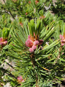 A close up of whitebark pine needles and young cones. CC PHOTO BY MIGUEL VIEIRA