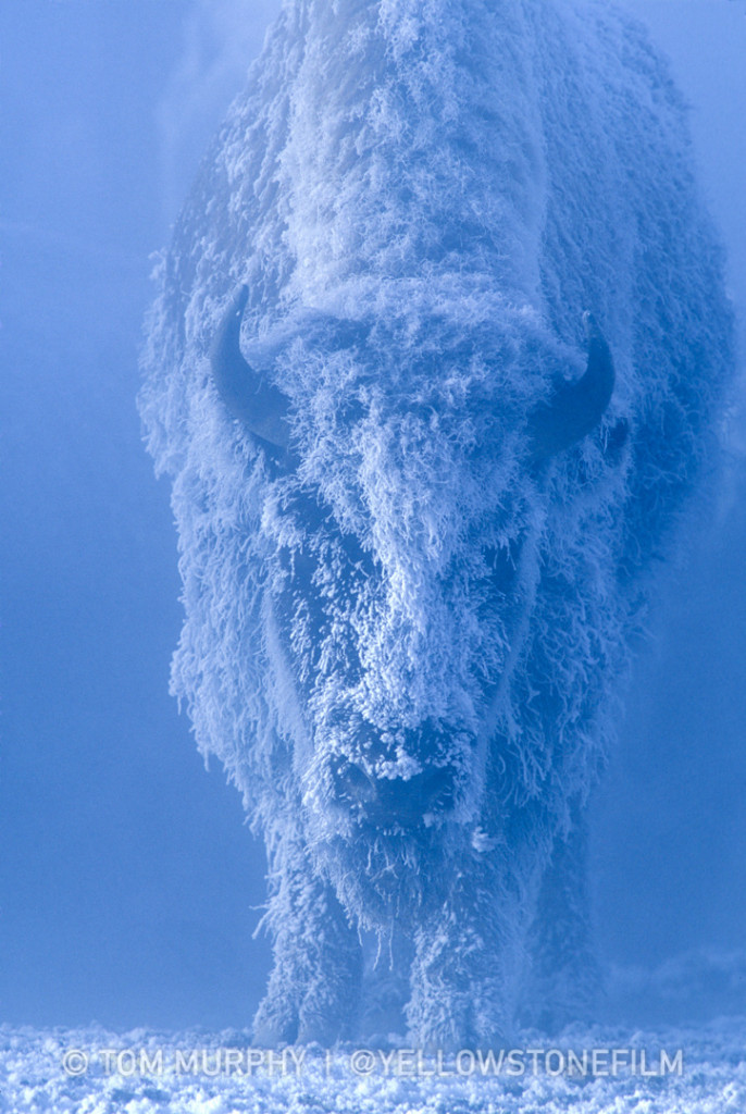 Standing on the relatively warm, geothermally heated ground, this bison was among many coping with one of Yellowstone's typical February mornings. By holding very still or moving slowly in the cold, bison conserve energy, which also allows frost to accumulate on their bodies. 