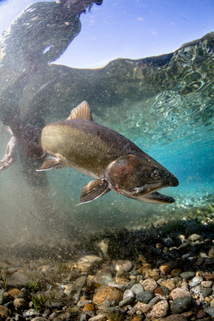 Brook trout in Patagonia from “Finding Fontinalis,” one of nine films selected for the 2015 F3T. PHOTO BY BRYAN GREGSON
