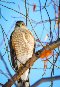 The sharp-shinned hawk is the smallest hawk in North America and feeds on songbirds and mice.