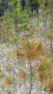 Fuzzy white dots on the needles of spruce that can be scraped off with a fingernail are evidence of scale. Treatment includes pruning affected branches, or thinning affected trees.