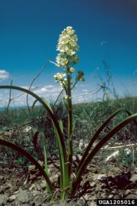 Grassy death camas PHOTO COURTESY OF DAVE POWELL