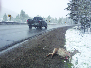 A casualty of Highway 64’s most notorious corner, a bighorn sheep lies dead by the side of the road on May 10. PHOTO BY JOSEPH T. O’CONNOR