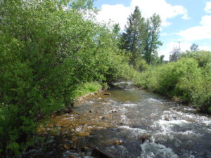 Tillinghast Creek is a classic Montana mountain stream flowing through the Tillinghast Creek Ranch in Belt, Montana. 