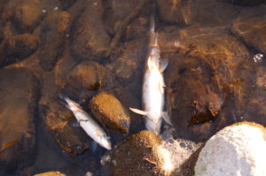 Dead whitefish float in the Yellowstone River. PHOTO BY GREG LEWIS