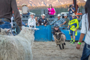 A mutton buster rides a wiley sheep.
