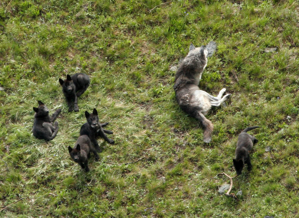 druid_wolf_pups_2005_6_13 stahler_nps_