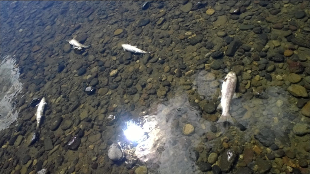 Dead whitefish and a rainbow trout in the Yellowstone River on Aug. 19 just below the Emigrant bridge. PHOTO BY DAVID ALLEN
