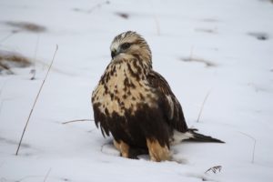 Rough-legged hawks are one of the few hawk species with feathers on their feet because they breed in the Arctic. PHOTO BY BECKY KEAN 