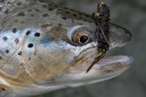 Choosing the right fly for winter fishing is important. The Pat’s Rubber Legs stonefly nymph is an essential fly for the Gallatin River this time of year. Fish it as a lead fly in a two-fly nymph system. PHOTO COURTESY OF GALLATIN RIVER GUIDES 