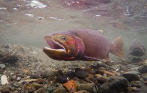 Springtime fishing could be some of the best of the year. As the long-term angling calendar changes, our spring fishing resembles run-off more than winter fishing. NPS PHOTO