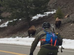 Leaving from the West Entrance, cyclists may travel 49 miles to Mammoth Hot Springs, sighting wildlife and natural features along the way. The Park Service reminds cyclists that wildlife have the right-of-way and animals shouldn’t be approached or fed. PHOTO COURTESY OF MORGEN AYRES