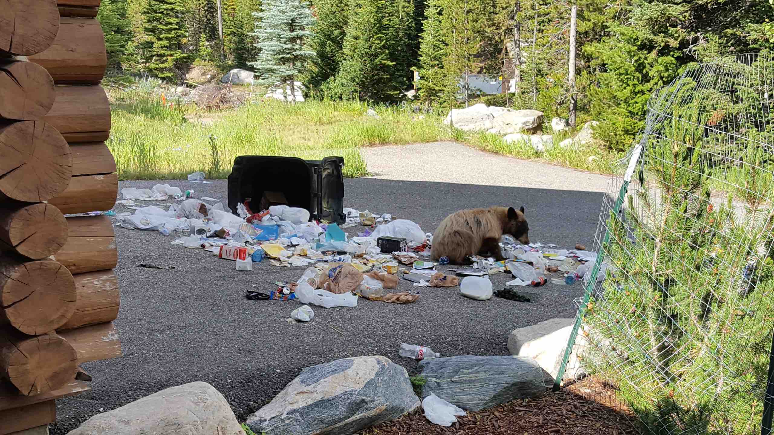 Black bears raid bearresistant garbage can Explore Big Sky