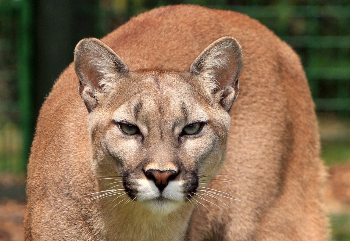 Puma research assess effects of hunting 
