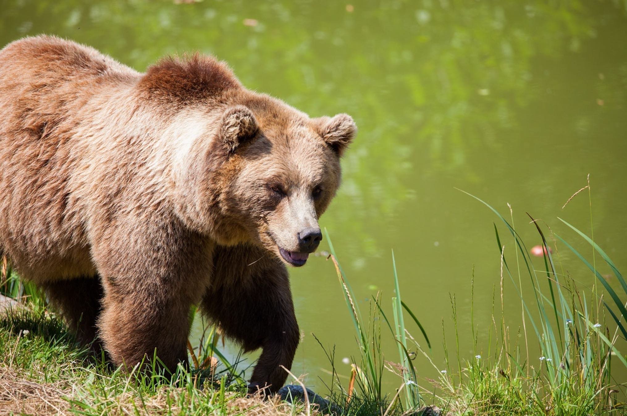 Do you have what it takes to be a Grizzly Bear Conflict Manager?