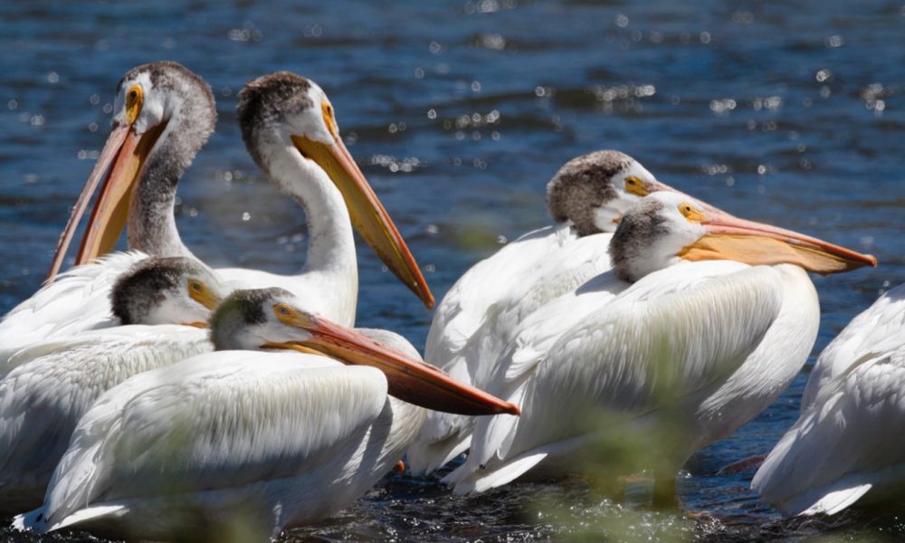Commission rejects Madison River recreation petitions, seeks further public input - Explore Big Sky