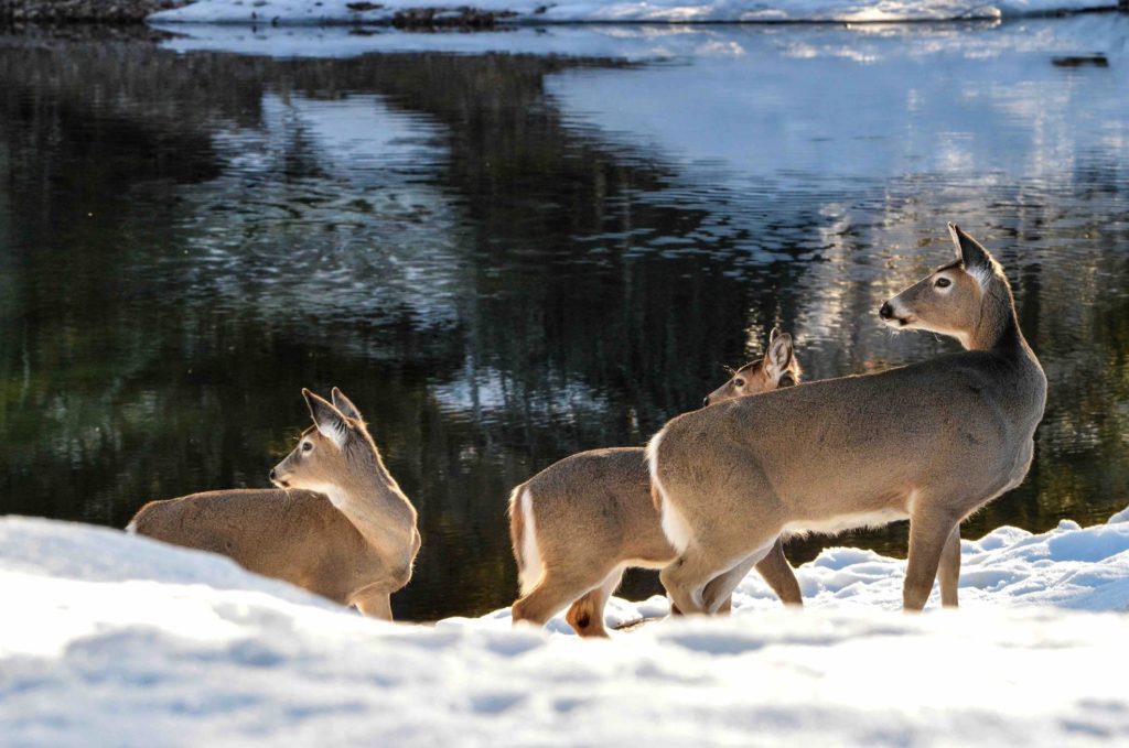 Whitetailed deer in southwest Montana tests positive for CWD Explore