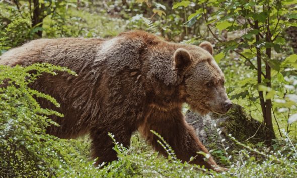 Bob Marshall wilderness Explore Big Sky