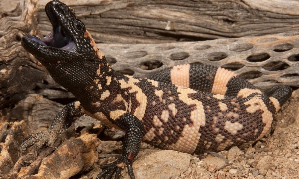 Reptile exhibit on display at Museum of the Rockies Explore Big Sky