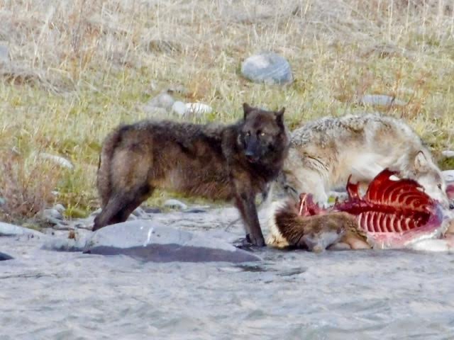 VIDEO: Two wolves eating an elk carcass in Big Sky – Explore Big Sky