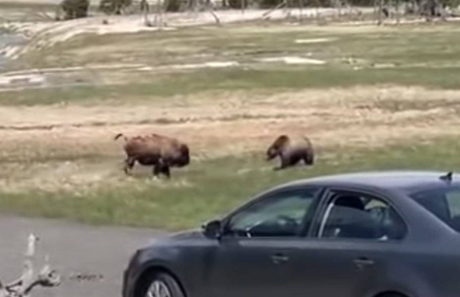 VIDEO Grizzly bear takes down bison in Yellowstone Explore Big Sky