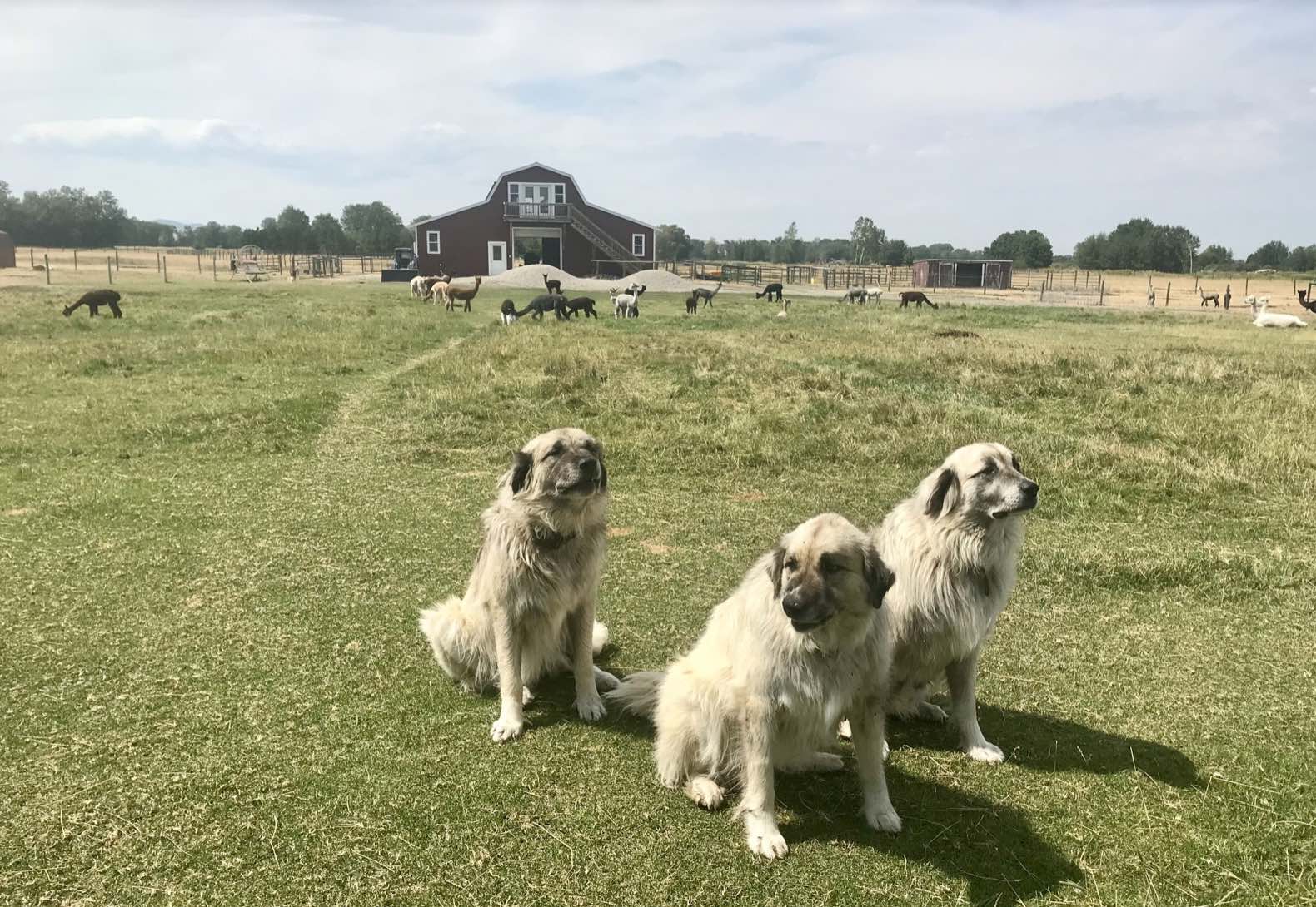 alpaca guard dog