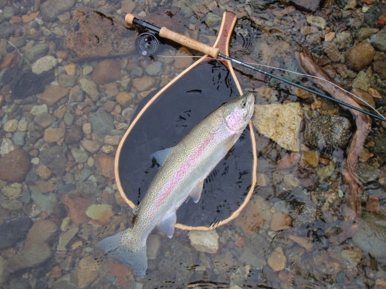 Trout infected with fungus found dead in Big Sky Explore Big Sky