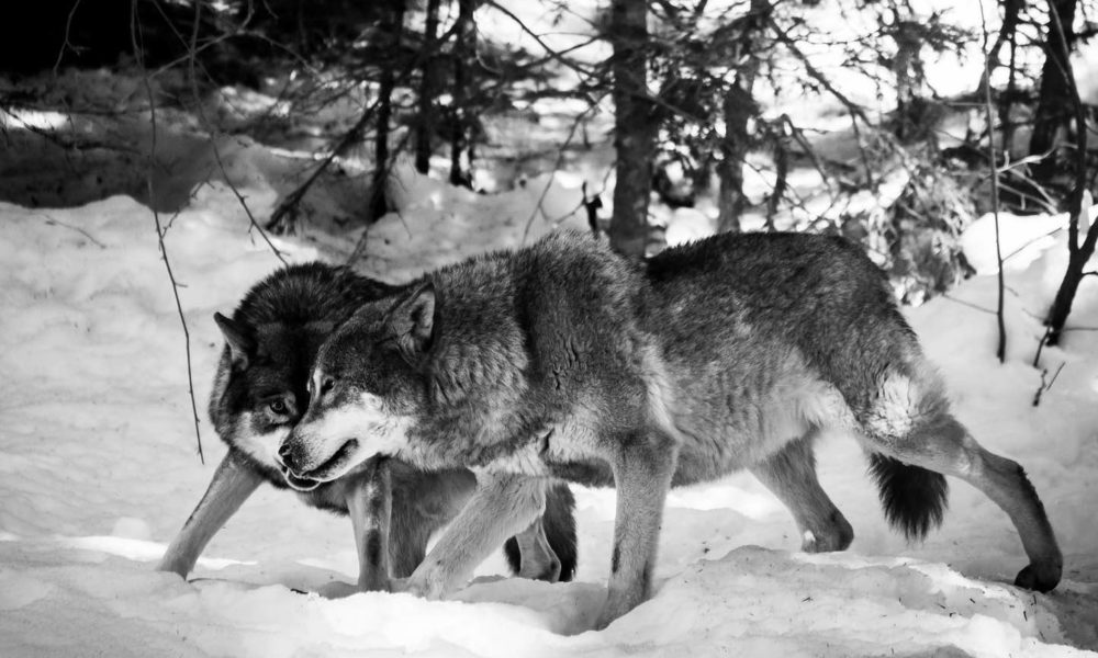 Gray wolves delisted Explore Big Sky