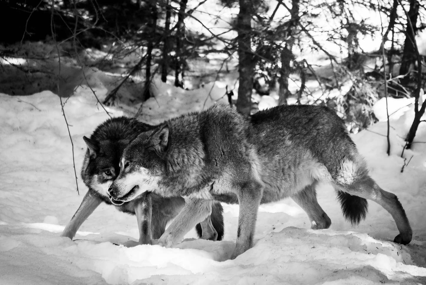 Gray wolves delisted | Explore Big Sky