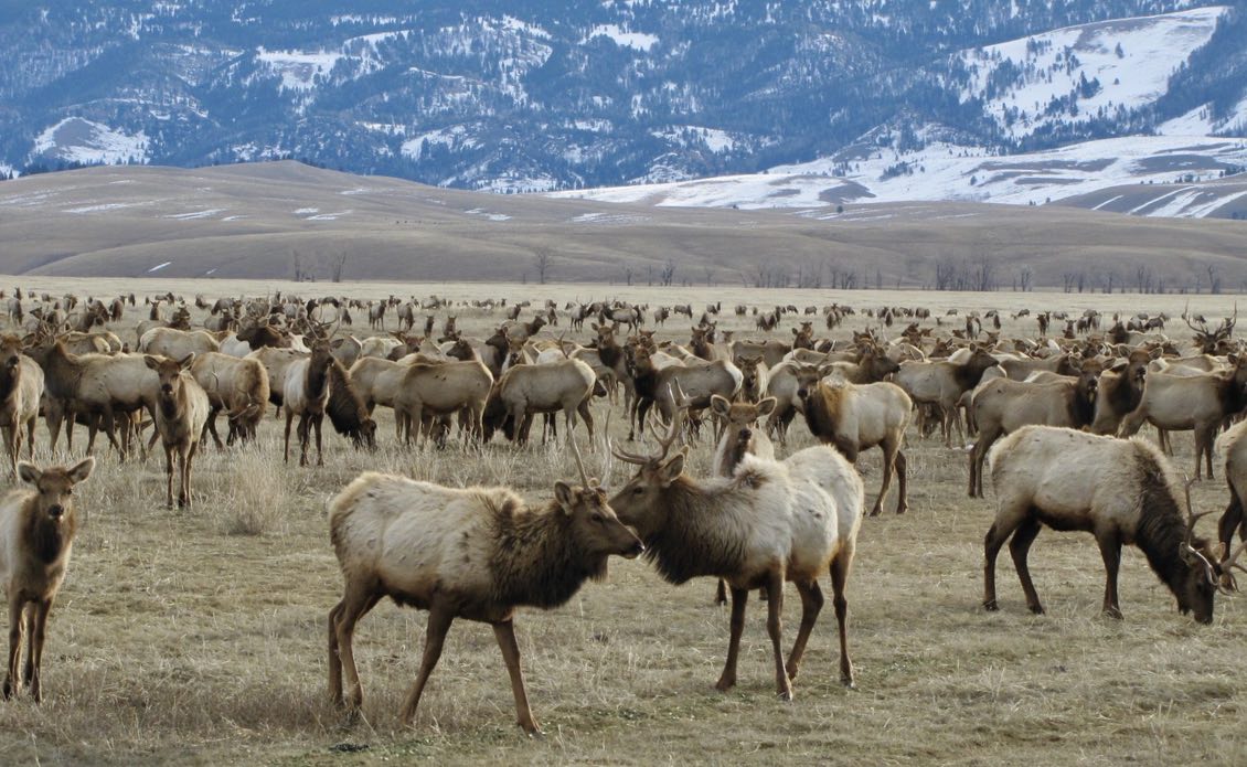 The New West CWD hits elk in Jackson Hole, raises important questions
