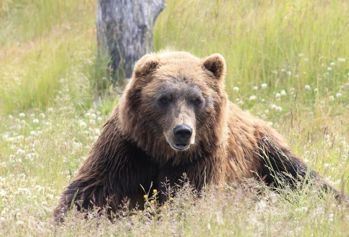 case study yellowstone grizzly bears answer key