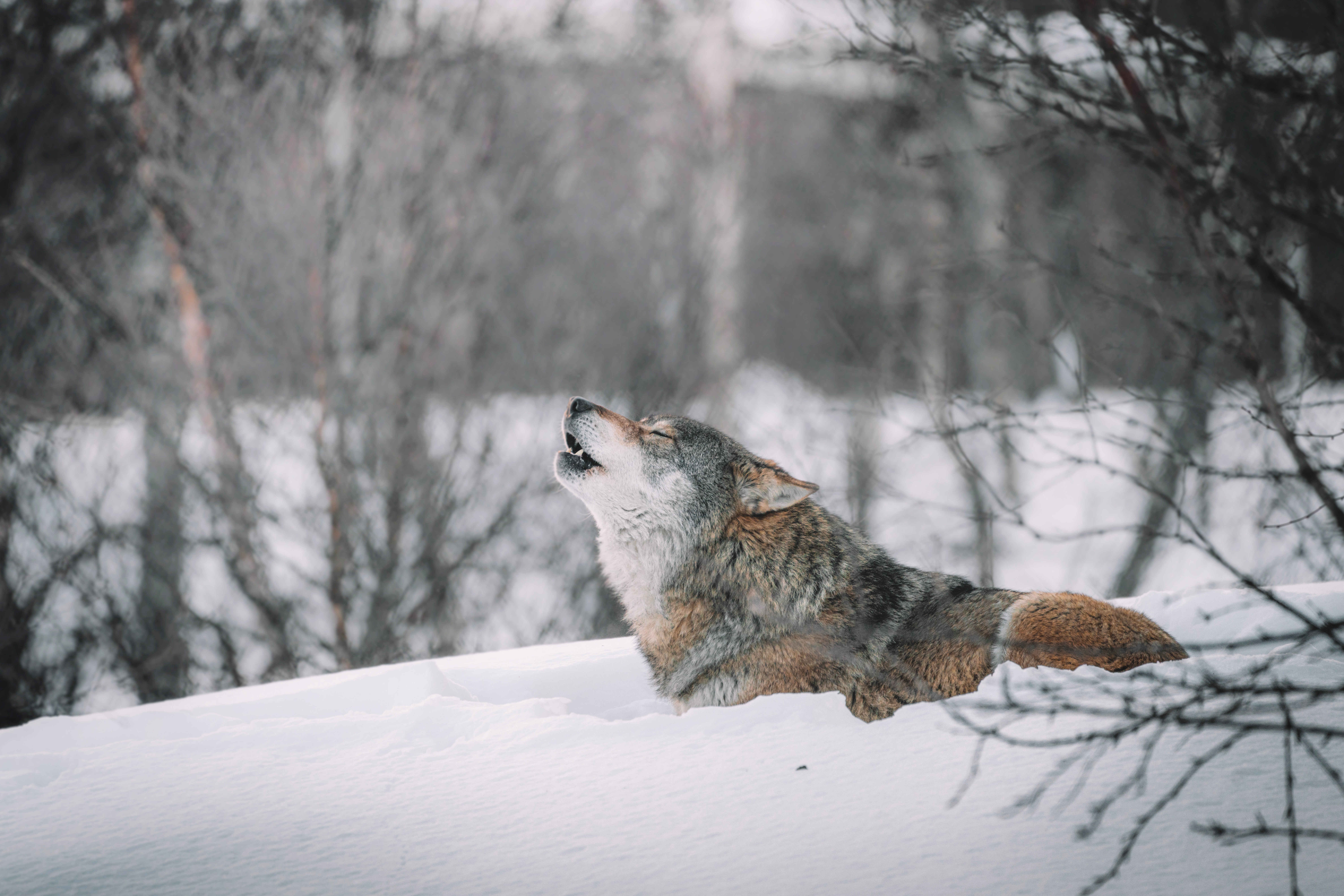 Снег голодный. Волк. Волк зимой. Волк зимой в лесу. Животные в снегу.