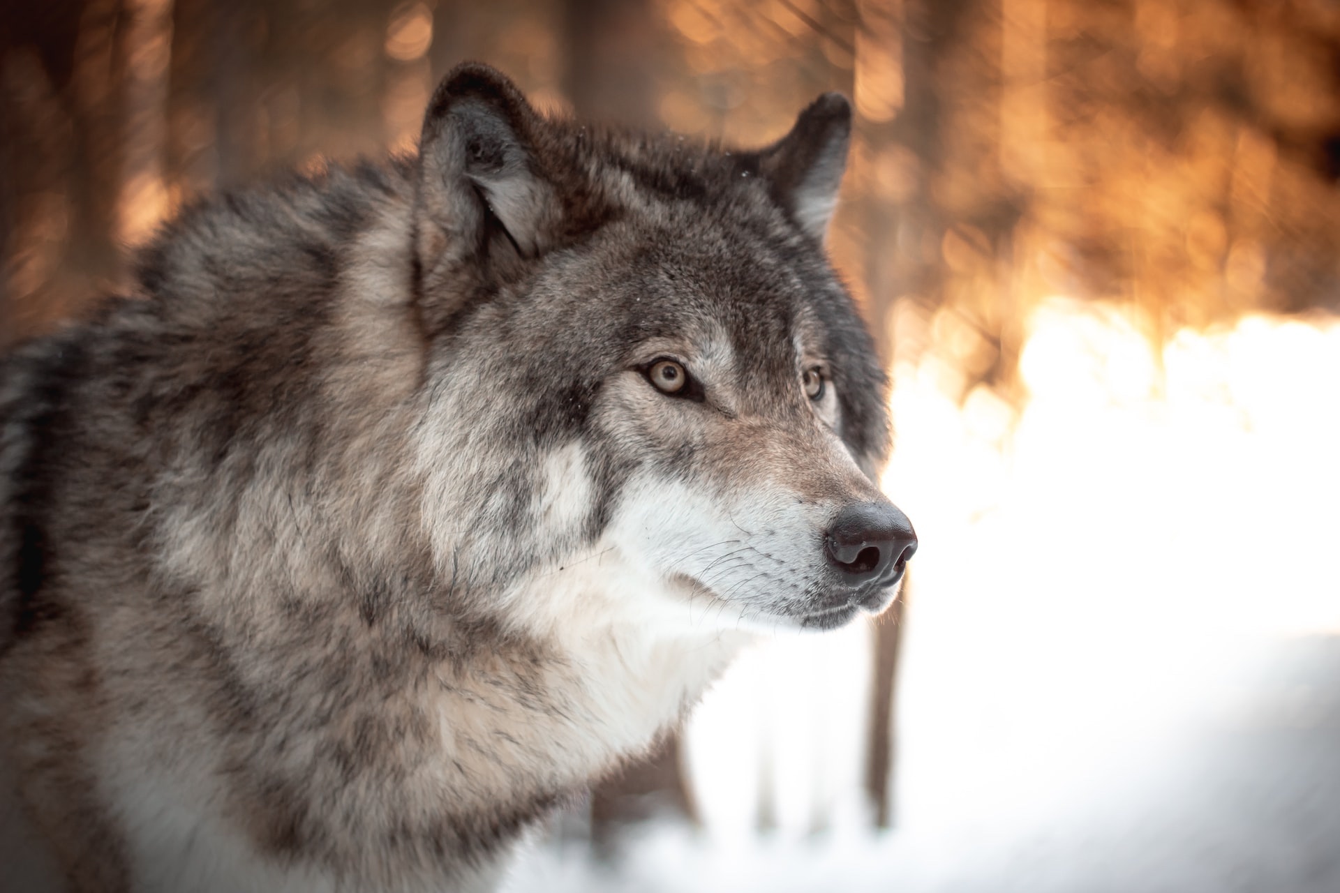 Revised Montana wolf regs aim to limit Yellowstonearea kills Explore