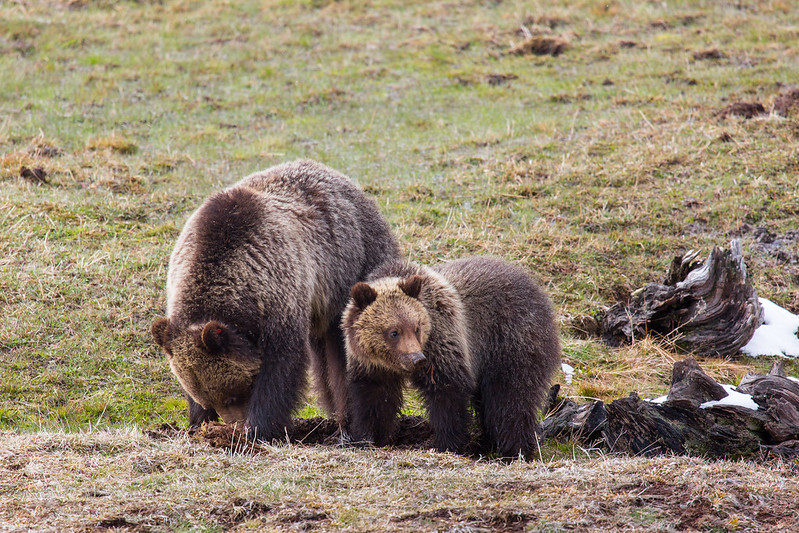 Grizzly bear conflicts a persistent problem in southwest Montana, officials  say, NonStop Local Bozeman