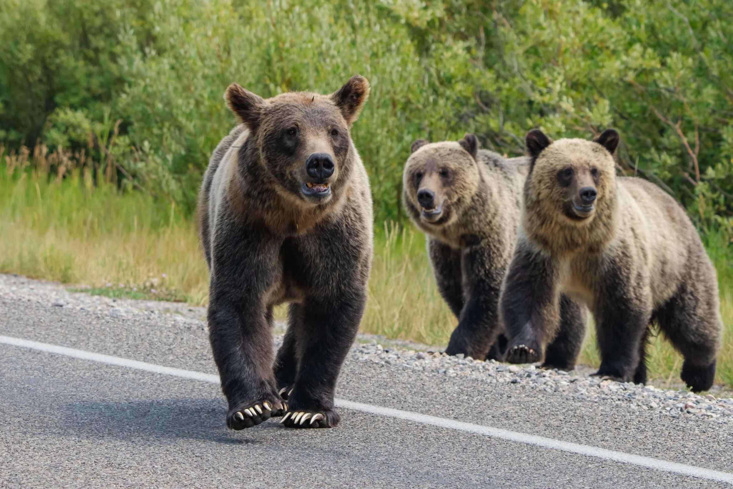 Grizzly mama of the Tetons sets out to break a record Explore Big Sky