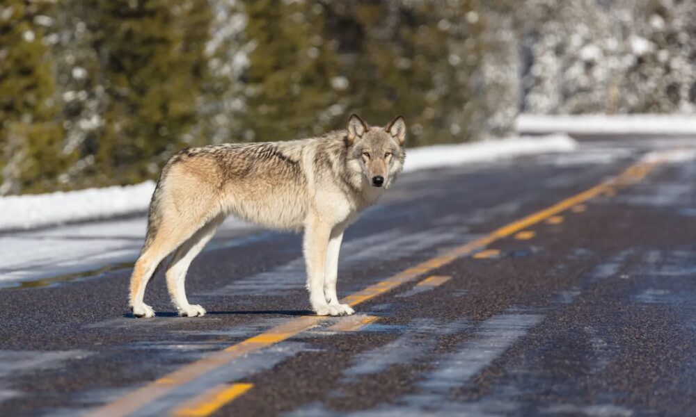 Wolf killing and the consequences of disturbing pack dynamics Explore