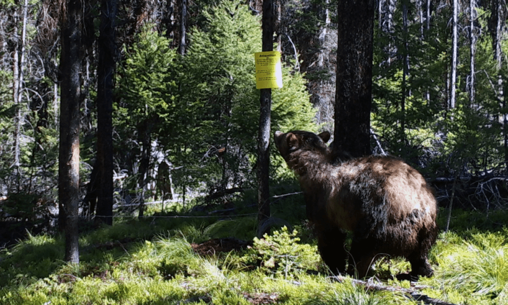 Grizzly bear confirmed in Pryors, and grizzly data counts continue in