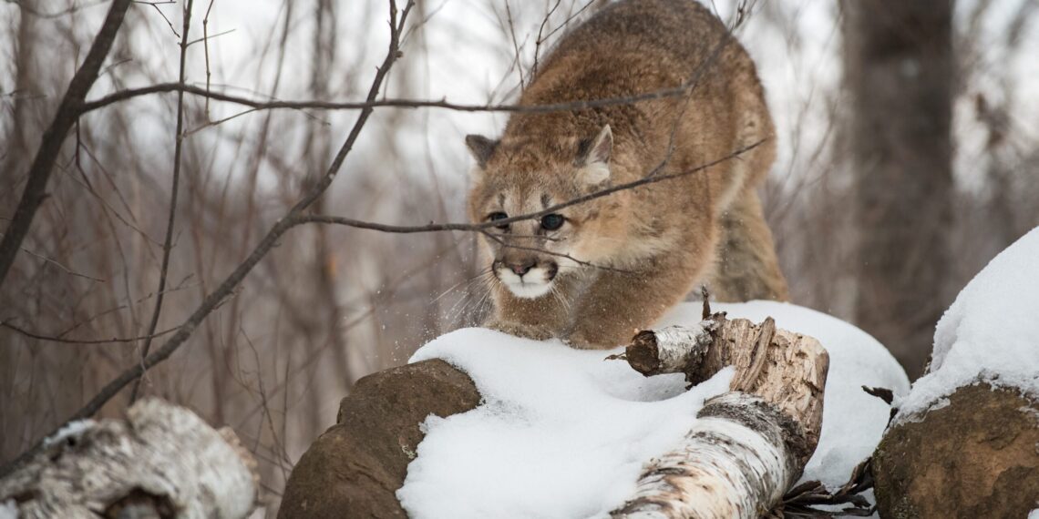 Female Cougar (Puma concolor) Pounces Forward Behind Brush Winter - captive animal